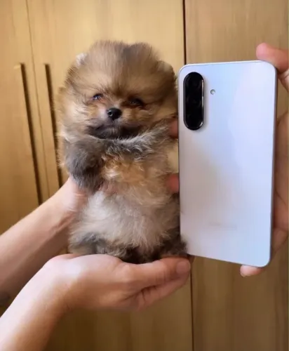 Machos Lulu da Pomerania ( VENDA ) @pets.encantados_