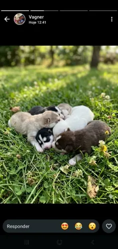 Filhotes de husky siberiano