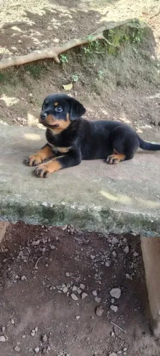Rottweiler Uma companhia para os melhores momentos na sua casa