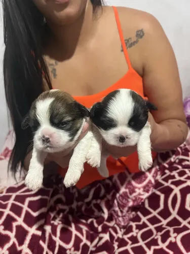 Bebê shitzu