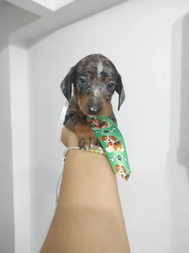 Bebê de salsicha mofado alerquim