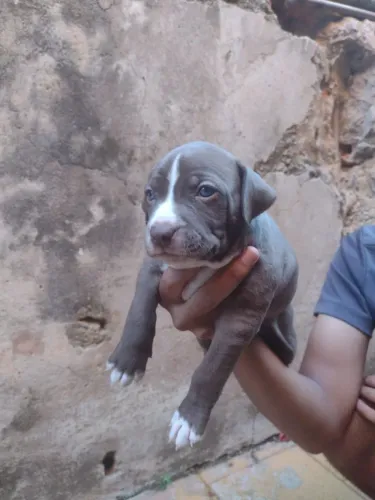 Vende se filhote bitbull
