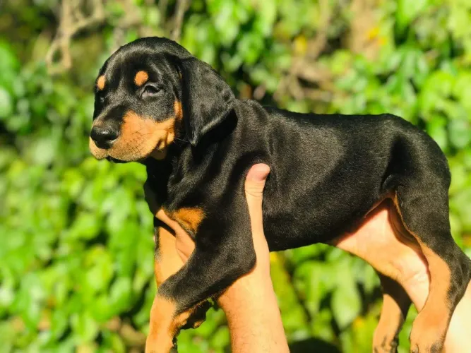 Doberman macho preto