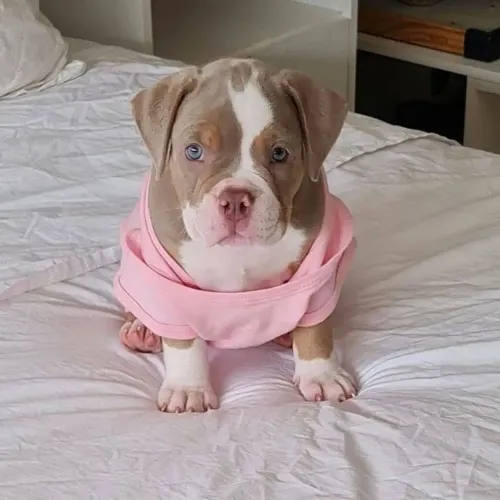 American Bully - Filhotes Pronto Para Entrega Imediata
