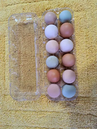 Ovos
