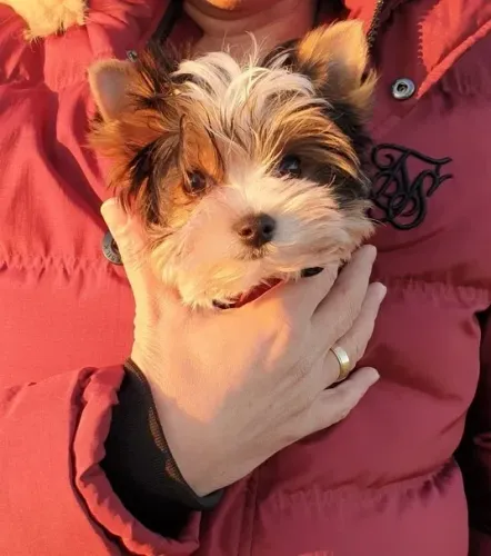 Biewer Terrier Macho Tricolor Perfeito para Criar em Apartamentos