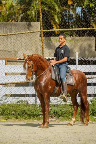 Cavalo