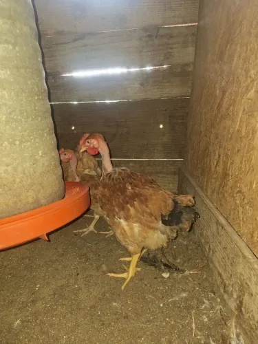 Galinhas poedeiras