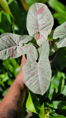 Mudas ornamentais, Folhagens, Syngonium, Plantas, Mudas, Plantas de interior 