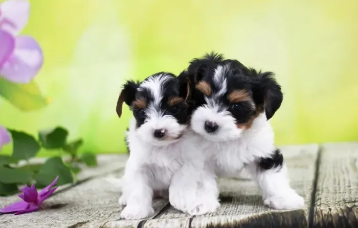 Biewer Terrier Fêmea Tricolor Pura Elegância e Carinho em Forma de Cachorro