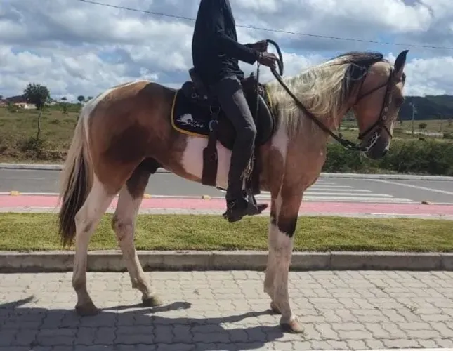 Cavalo Mangolino
