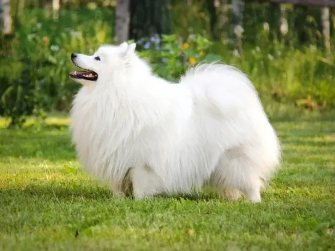 Spitz Japonês Filhotes com pedigree - 10 x sem juros