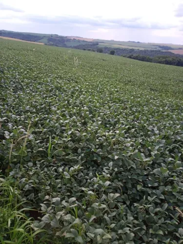 Fazenda   8 anos para pagar 