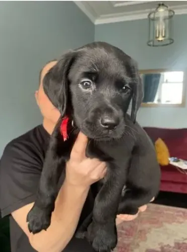 Labrador cãozinho leal e cheio de afeto