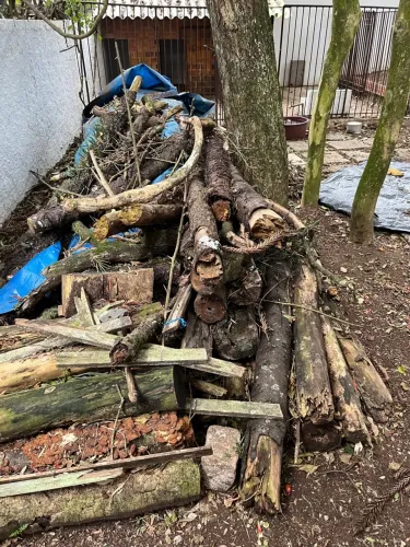 Vendo lenha seca de pinheiros 