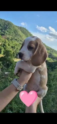 Beagle lindos filhotes