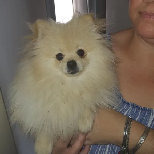 Cachorro Spitz Anão