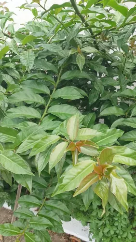 Ora-pro-nóbis 40 folhas frescas orgânico!!!