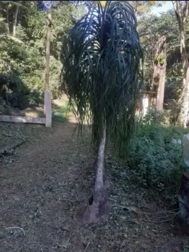 Pata de elefante 
