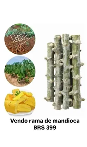 Rama de mandioca