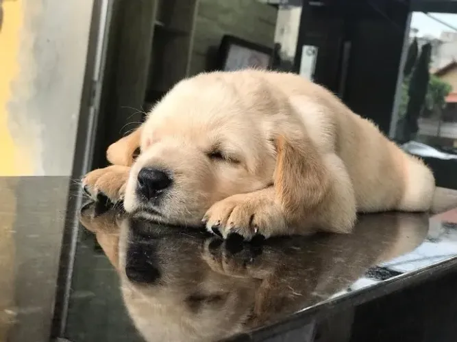 Golden Retriever - Doçura e inteligência em um só cão!