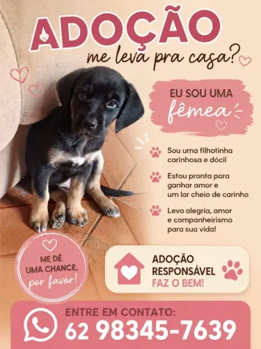Adoção responsável - Fêmea 3 meses
