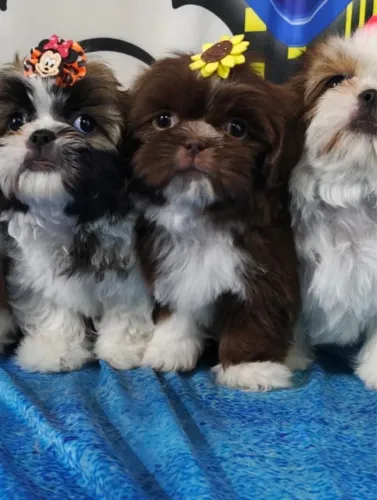  Filhote Shih-tzu para companhia
