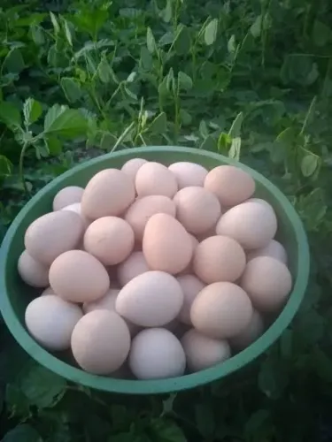 Ovos de galinha d'angola 