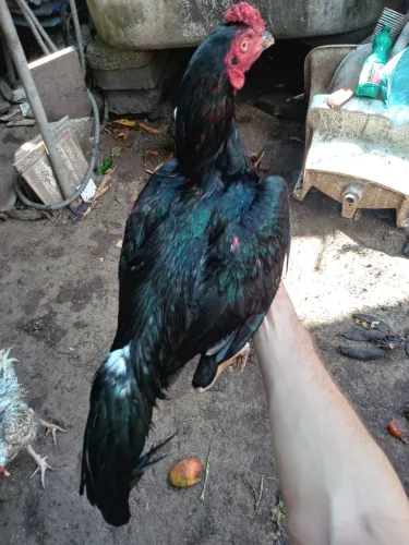 Vendo Galo e Galinhas de Raça