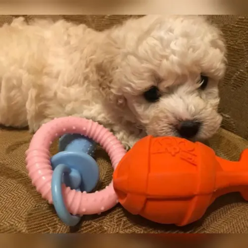 Poodle Toy narizinho chocolate e narizinho preto 