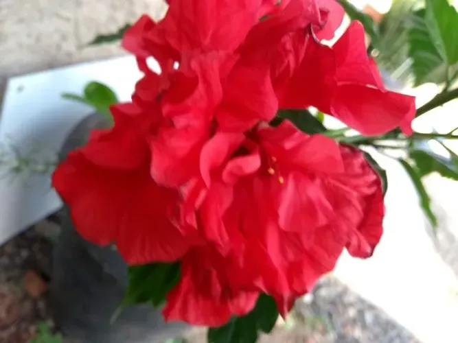 mudas de frutas flores erva medicinal