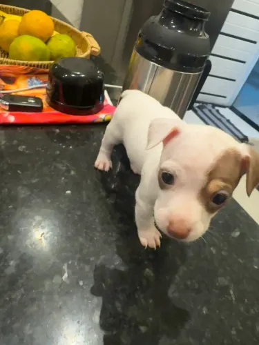 PINSCHER BRANCO CHOCOLATE