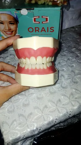 Manequim odontológico 2 em 1, dentística e periodontia