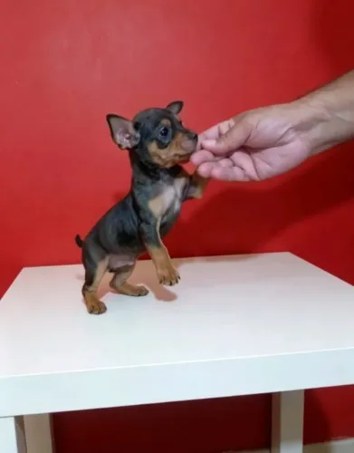 Pinscher macho