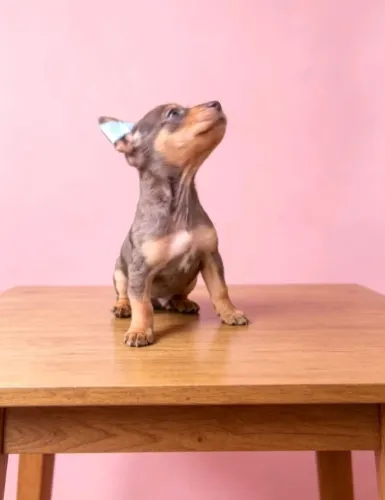 Lindo Pinscher 