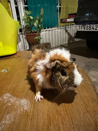 Porquinho da Índia, macho com 1 mês e fêmea com 4 meses