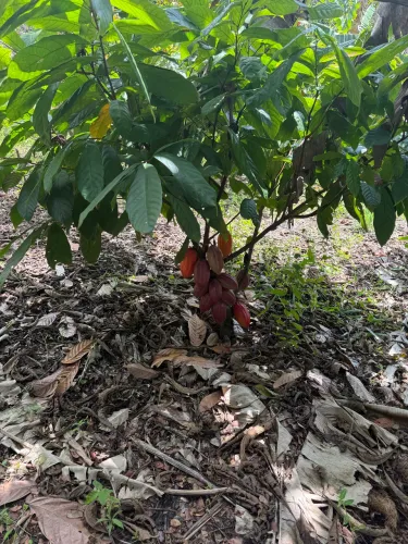 SÍTIO À VENDA - 6,5 HECTARES EM ÁGUA FRIA, ITACARÉ/BA