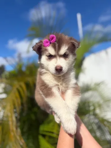 Husky siberiano fêmea