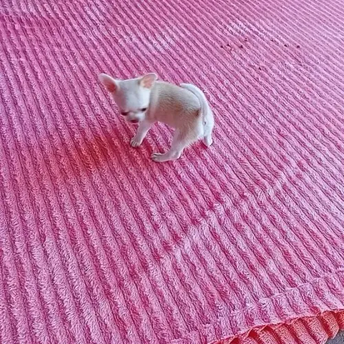 Filhote de chihuahua em Fortaleza