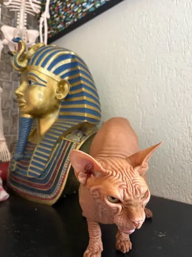 Gato sphynx red com 1 ano e 7 meses (castrado)
