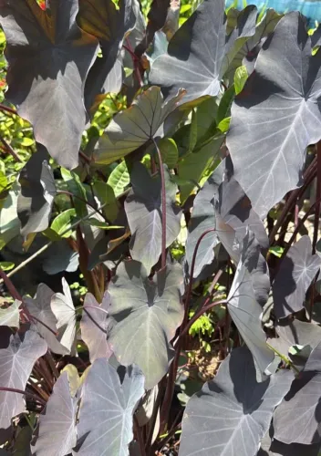 Mudas de Plantas, Folhagens, Plantas ornamentais, viveiro de Plantas, Alocasia