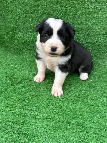 POODLE X YORK Um laço que dura para a vida toda. - Chama 9 975I 649I