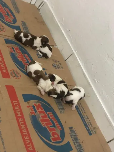 Vende-se filhotes de shih-tzu