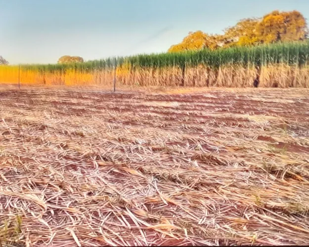 REI DO CAPIAÇU MUDAS DISPONÍVEIS PRA VENDA EM ARACAJU 