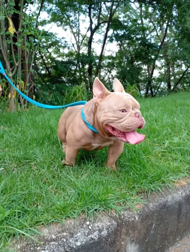 Américan Bully Micro 