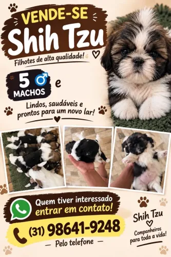 Filhote de shitszu machos