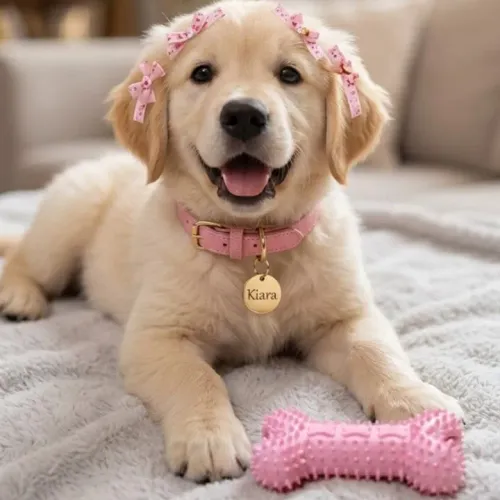 Golden Retriever,pedigree grátis parcelo em até 18x 
