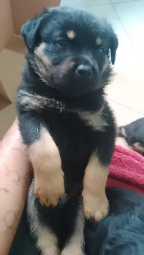Filhote de rotweiler