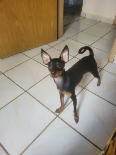 Pinscher machinho 7 mês