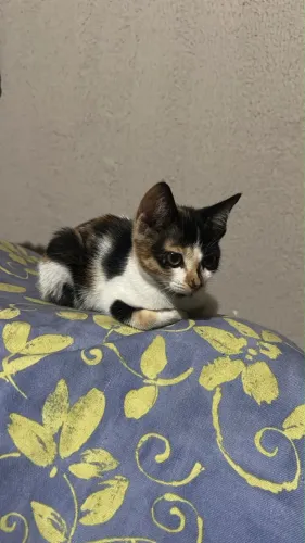 Gatinha disponível para adoção